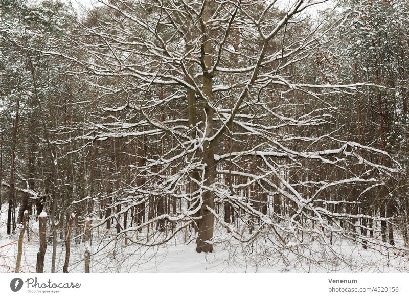 Large beech tree in winter in the forest, branches and forest floor covered with snow Forests trees floor plants weeds ground cover trunk trunks tree trunks