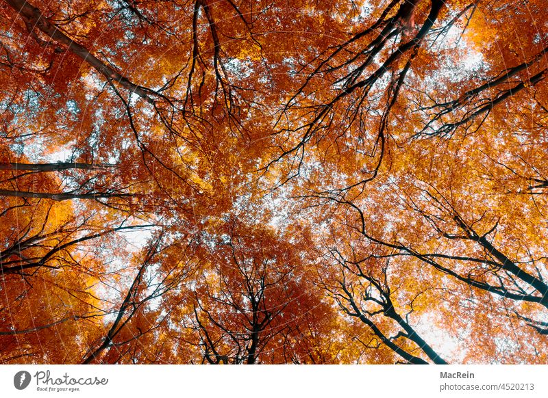 Treetops in the autumn season Autumn Autumn leaves Tree tops russet Nature Branch branches Sky