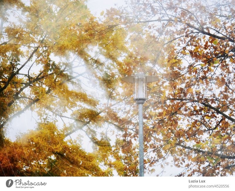 Autumn leaves and a street lamp against a cloudy sky, photographed through a rain-soaked windshield autumn colours autumn mood Gloomy Gold Lantern streetlamp