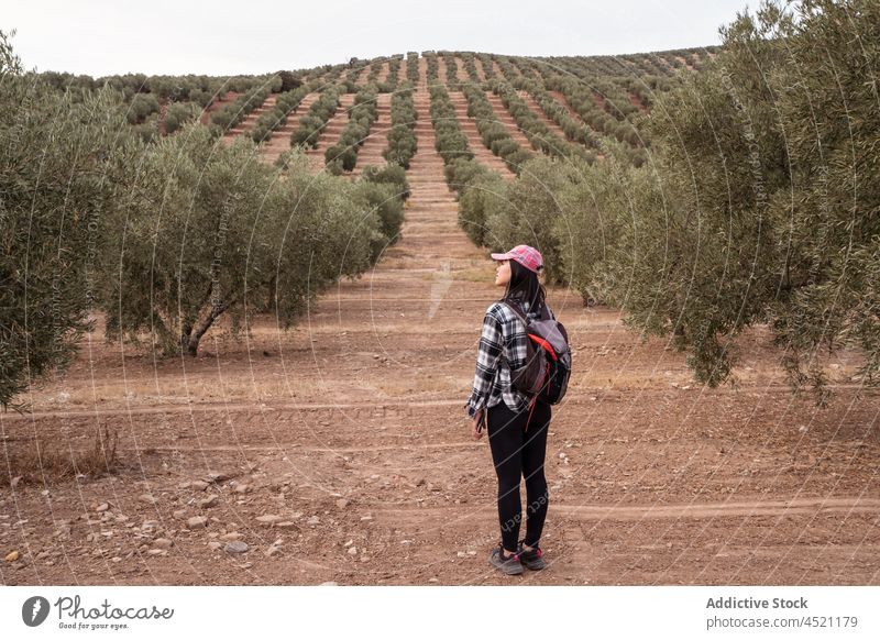Anonymous woman with backpack near green olive trees grove plantation countryside farmland field backpacker summer female cap lady lifestyle garden terrain area