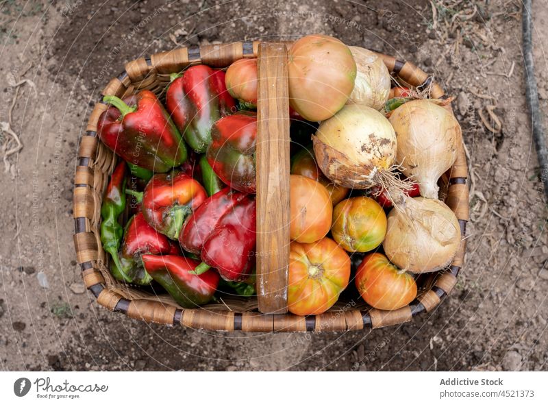 Ripe vegetables in wicker basket bell pepper onion tomato garden harvest countryside agriculture cultivate rural ripe organic fresh season food natural summer