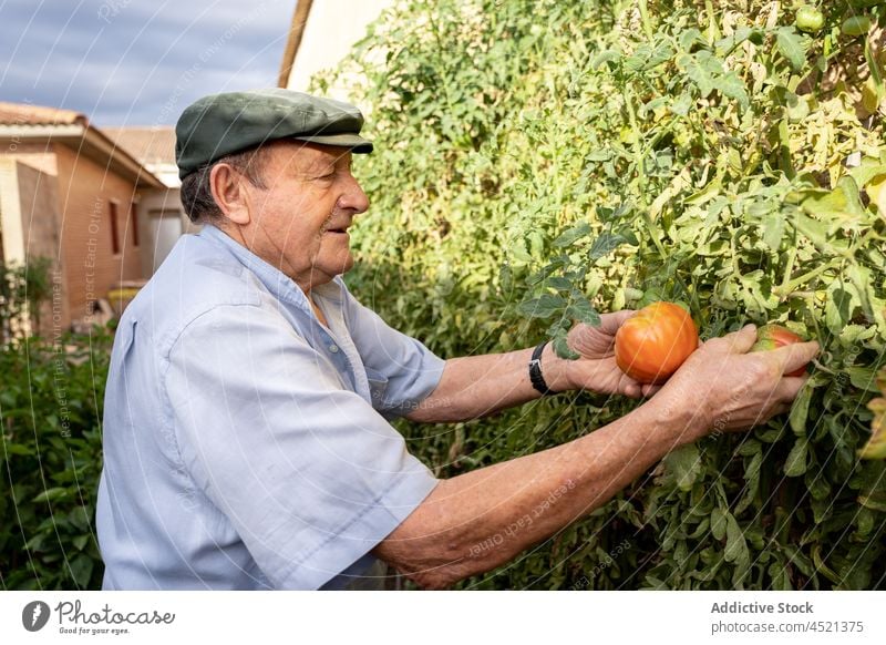 Elderly man collecting tomato from tree farmer vegetable garden harvest countryside agriculture cultivate horticulture plant rural ripe organic fresh season