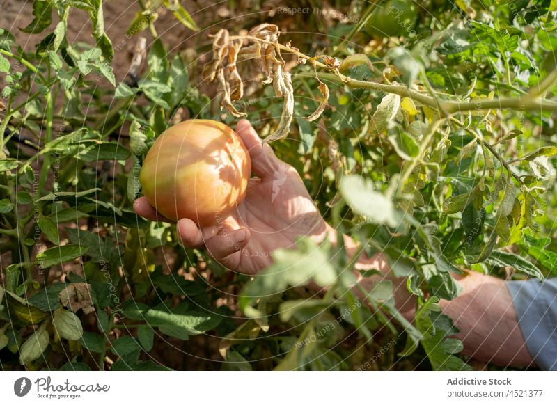 Unrecognizable elderly man collecting tomato from tree farmer vegetable garden harvest countryside agriculture cultivate horticulture plant rural ripe organic