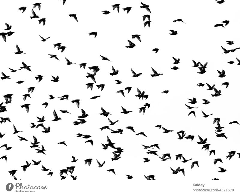 Abstract image of the silhouettes of a flock of starlings, Sturnus vulgaris Stare birds Starling bird migration Silhouette black-and-white Monochrome Autumn