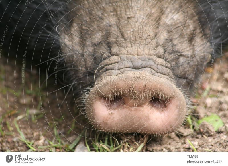 nose Swine Piglet Connector Sow Grunt Transport Nose