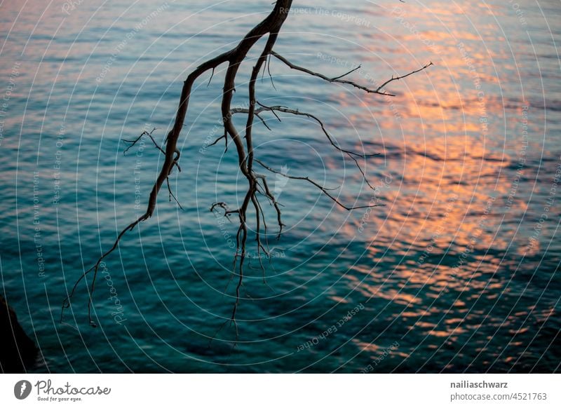 evening Evening Branch Tree Water Lake Blue Sunset Black Idyll tranquillity melancholy melancholically Grief Colour photo Landscapes recover bank bathe silent