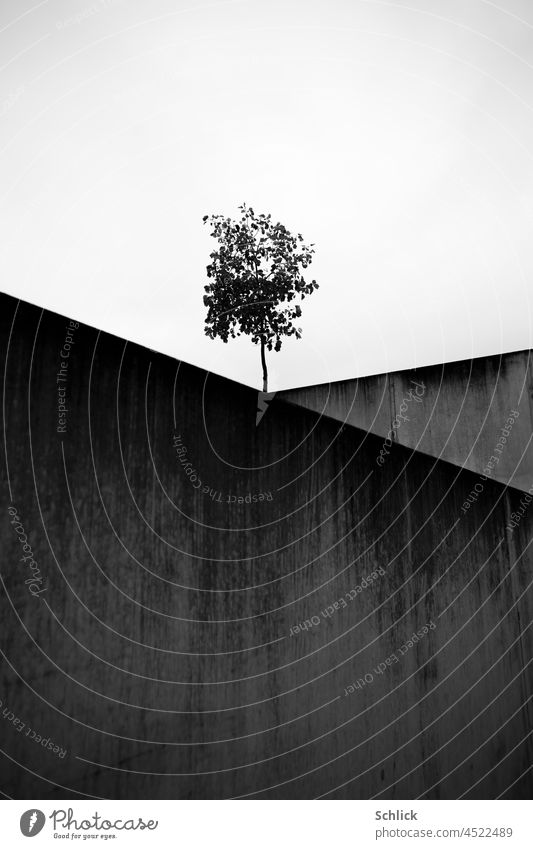 Lonely little tree wedged by concrete Tree little trees Concrete Wedge Nature Architecture Black & white photo Sky survival artist urban Town Exterior shot