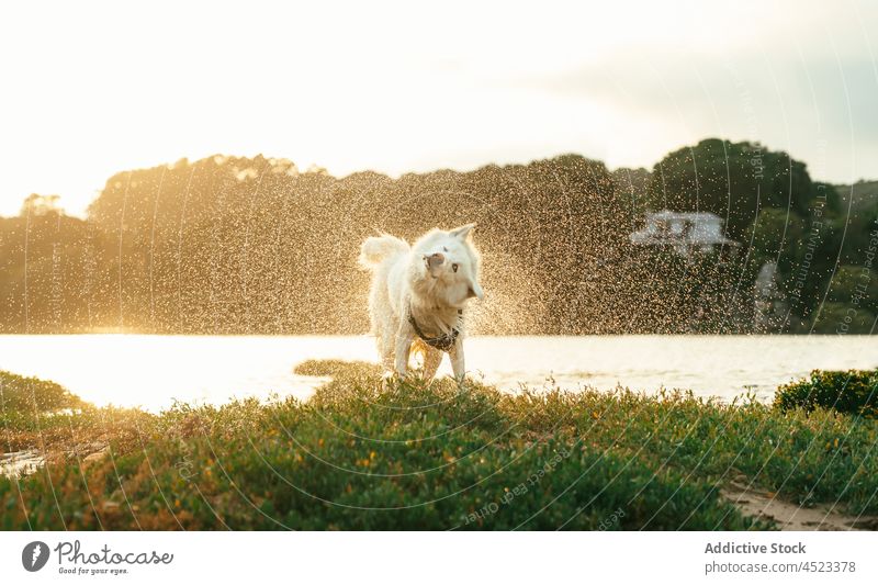 Samoyed dog on grassy shore samoyed animal pet river water canine coast nature harness riverside forest summer cute adorable domestic pedigree creature
