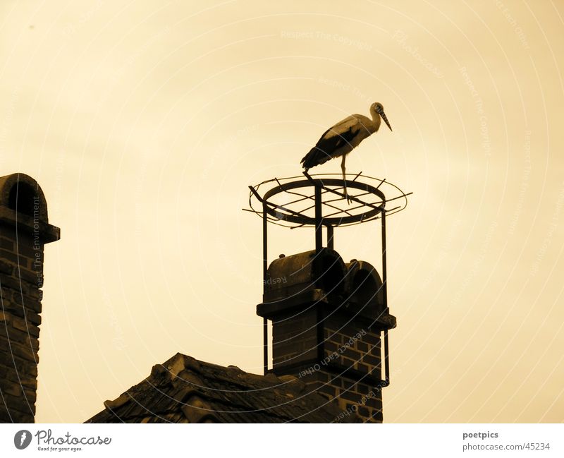 ...who stole my nest? Stork Migratory bird Chimney Roof Nest Sepia Sky Evening
