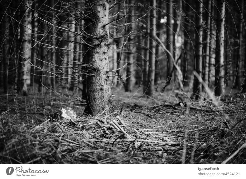 forest ground Forest Woodground Log branches Branches and twigs Coniferous trees Coniferous forest Twigs and branches Environment Deserted Exterior shot