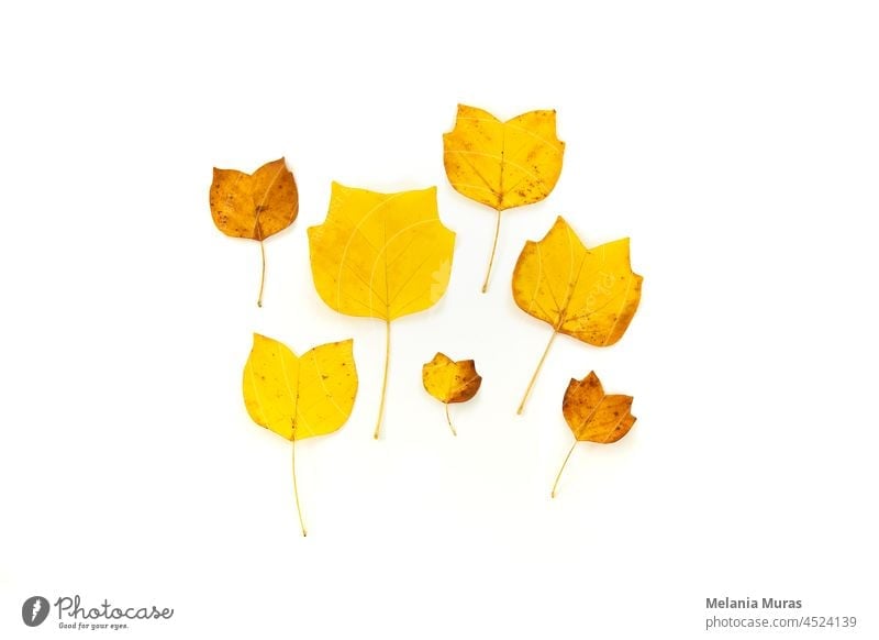 Composition of golden decorative autumn leaves on white background. Flat lay, top view minimal neutral floral arrangement. Elegant seasonal decoration. blog