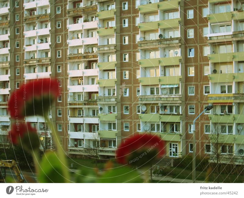 wallflower flower High-rise Prefab construction Flower Red Facade House (Residential Structure) Lomography