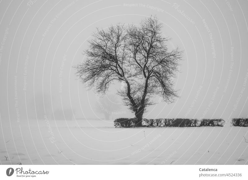 Tree and hedge on the snowy meadow on a grey, foggy winter morning Nature Landscape Winter Snow Hedge Fog flora Cold Gray Day daylight Season Winter mood Frost
