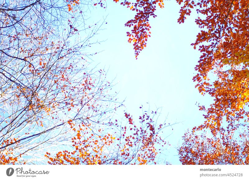 Autumn frame Autumn leaves Autumnal weather foliage Bright Warmth Landscape Environment Nature Climate Beautiful weather Tree Weather Sunlight trees Blue sky