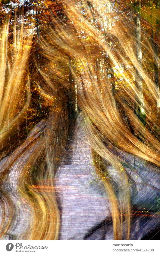 Lightness | The lightness in the autumn forest Double exposure Autumnal weather foliage Landscape Nature Sunlight Weather autumn lights Autumn leaves Ease hair