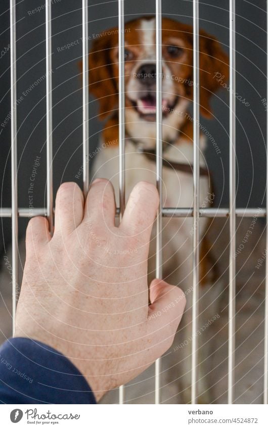 human hand outside a charles spaniel dog inside a cage vet animal pet puppy care veterinary looking domestic clinic hospital mammal cute young background sick