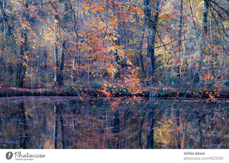 Autumn scene at the lake, with reflection autumn colours Lake leaves foliage Autumnal Blue Orange Forest Tree trees deciduous trees Idyll idyllically Nature