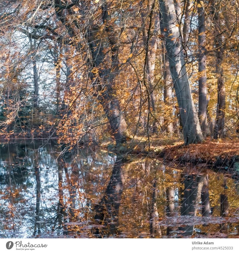 Autumn colours at the lake Branch Pond Water Reflection Lakeside Illuminate autumn leaves Leaf canopy mourning card Grief November Book Deserted Calm Landscape
