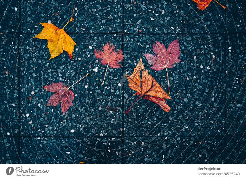 Colorful leaves on asphalt Contrast Deep depth of field Day Copy Space bottom Copy Space top Copy Space middle Copy Space right Deserted Copy Space left