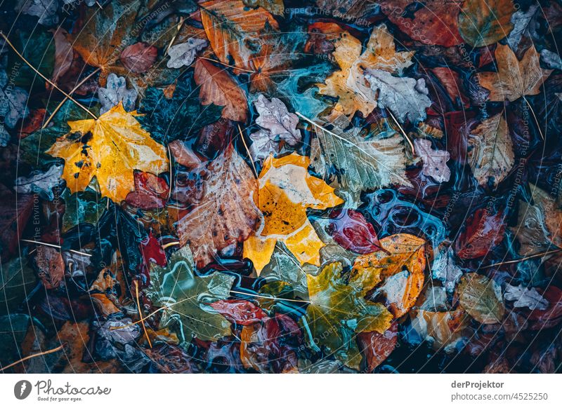 Wet Colorful Leaves on Wet Colorful Leaves Contrast Deep depth of field Day Copy Space bottom Copy Space top Copy Space middle Copy Space right Deserted