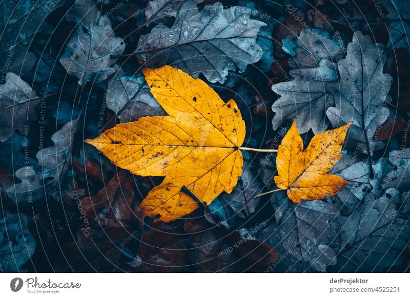 Yellow leaves on grey leaves Contrast Deep depth of field Day Copy Space bottom Copy Space top Copy Space middle Copy Space right Deserted Copy Space left