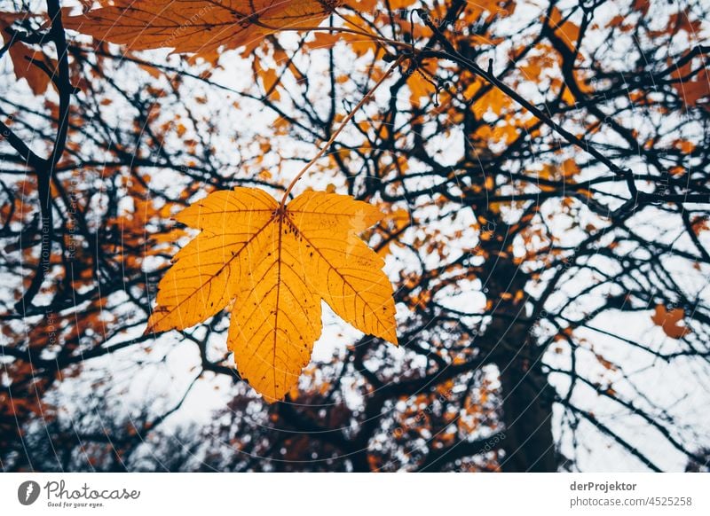 Yellow leaf on tree in autumn Contrast Deep depth of field Day Copy Space bottom Copy Space top Copy Space middle Copy Space right Deserted Copy Space left