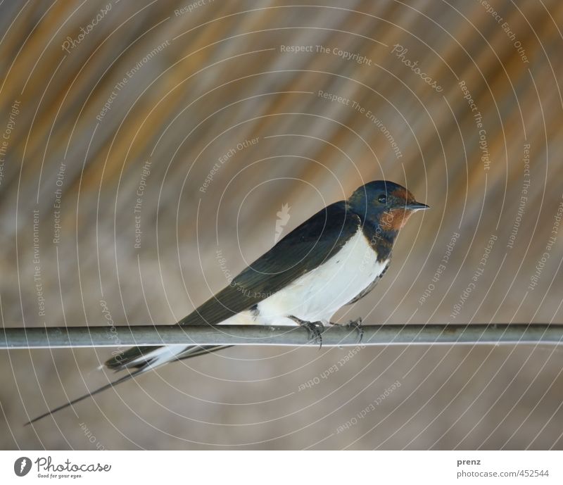 swallow Environment Nature Animal Summer Wild animal Bird 1 Brown Gray Swallow Sit Darss Colour photo Exterior shot Close-up Deserted Copy Space bottom Day