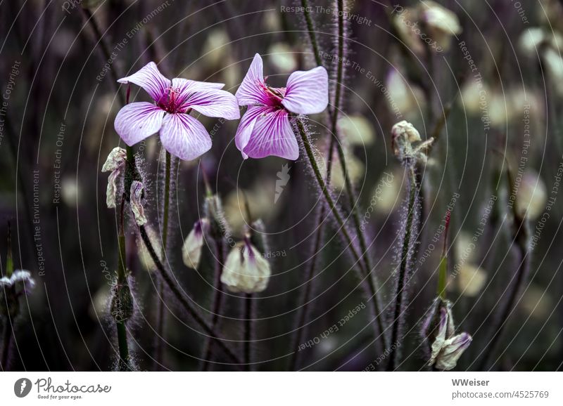 Two pale purple flowers put their heads together blossoms withered Autumn Dialogue romance romantic Stalk Delicate Tiny hair Limp Autumn Late age Whisper