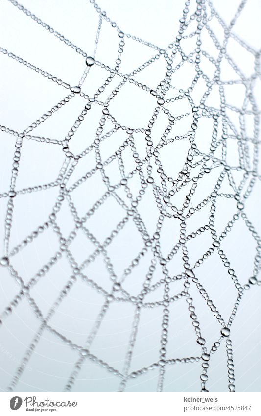 Drops in the spider web the morning after a night of fog Spider's web Water Morning Misty Night universe Net Drops of water Abstract Nature Dew Close-up