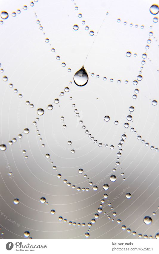 A drop of water reflects the universe in a spider web Drop Water Spider's web Net Drops of water Abstract Nature Dew Close-up Macro (Extreme close-up) Wet