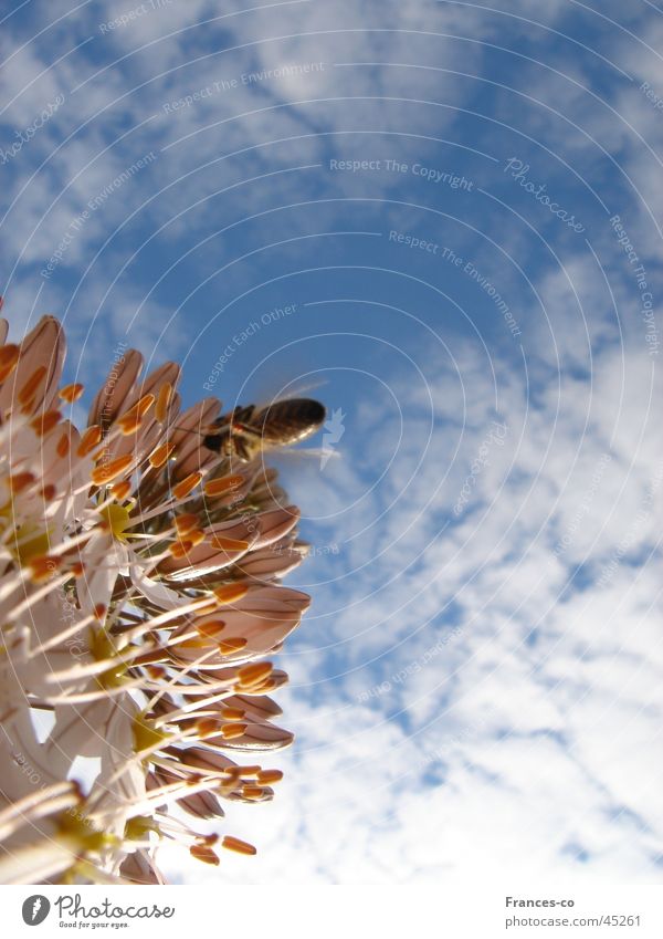Ornamental garlic & bee Blossom Bee Clouds ornamental garlic pollination Sky