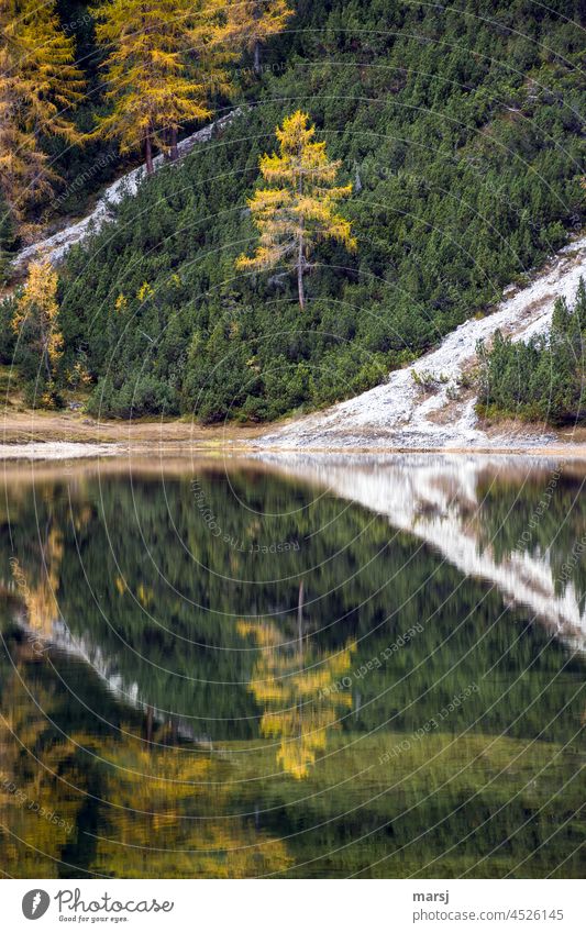 Doubling of the autumn idyll. Larches, mountain pines and their reflection in the maple lake Lakeside Multicoloured Nature Exceptional Uniqueness Meditation