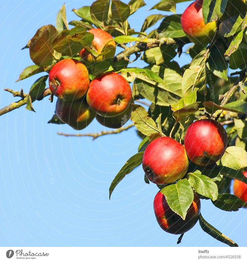 A branch with red apples apple branch Apple harvest fruit harvest Garden fruit October organic Blue sky Harvest Red sun-ripened Mature Juicy salubriously