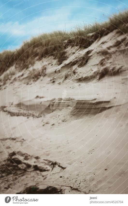 Sand dune on the beach sand dune duene Marram grass dunes Baltic Sea Baltic coast North Sea North Sea coast Baltic beach North Sea beach Sky Blue Clouds Beach