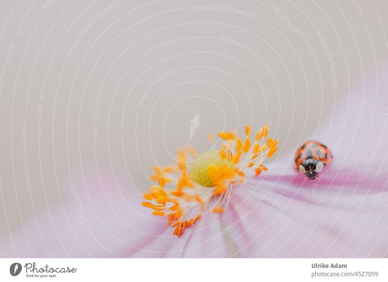 Ladybug on a delicate anemone flower Animal portrait Neutral Background Isolated Image Copy Space top Macro (Extreme close-up) Detail Close-up Exterior shot