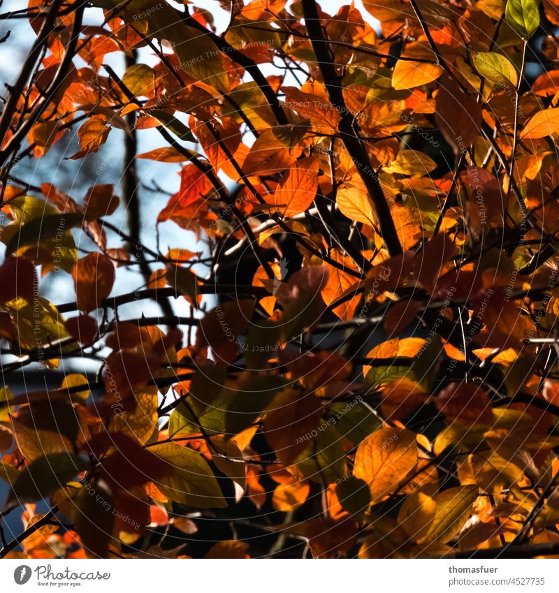 dense autumn leaves, colorful Tree Romance Nature Exterior shot Plant abundance Autumn Leaf Forest Environment Yellow Brown Park Sunlight Light Gold Seasons