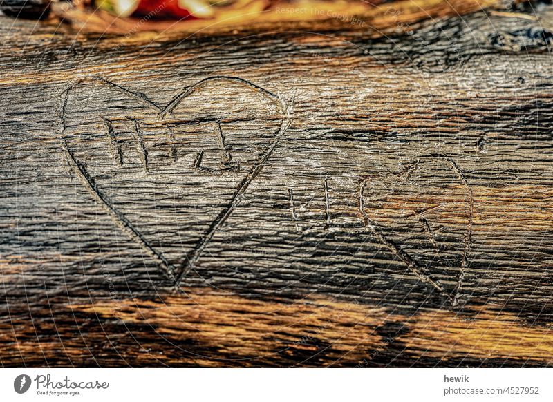two 2 carved hearts in a tree trunk Wood Heart Love Carving Tree trunk Emotions
