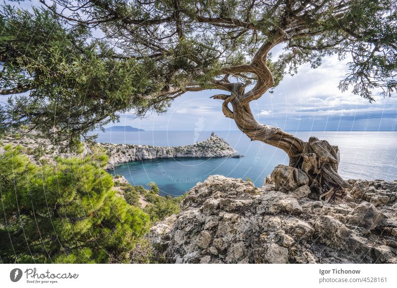 Pine tree and cape Kapchik in background. Beautiful landscape on black sea. Novyi Svit, Crimea, Sudak crimea kapchik sudak beautiful novyi svit water travel