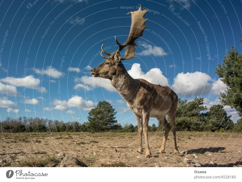 stag Roe deer Wild Animal Mammal Blue sky antlers Nature Wild animal Forest Deserted Animal portrait Exterior shot Colour photo Environment animal world