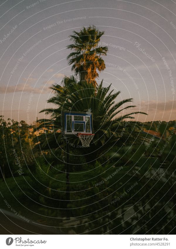 Palm trees and basketball. Near Biarritz, France. Sunlight Filmlook Spreebogen Tourism Downtown Landmark Twilight Light warm Federal elections