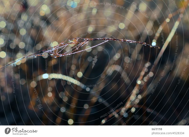 Lightness - pearl necklace of spider webs and dew drops Autumn morning mood Bog in the morning cobwebs Dew Trickle Pearl necklace Visual spectacle Shadow