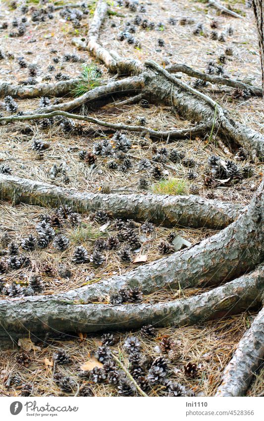 small cones lie between the above-ground roots of a pine tree on the forest floor Woodground Tree pinus Jawbone Root system Anchoring aboveground orrhizal roots