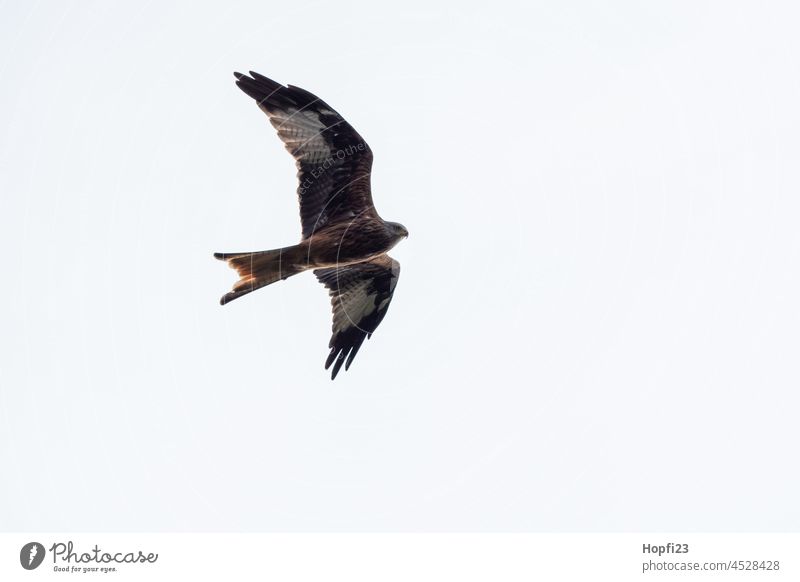 Red kite foraging Red Kite Bird of prey Animal Beak Feather Eyes Nature Looking Brown Wild animal Exterior shot Grand piano Colour photo Flying Sky Day