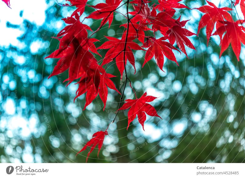 The red maple leaves Autumn Illuminate Red Botany daylight Sky Moody Red fan maple Maple tree Tree Plant flora Nature Blue Green