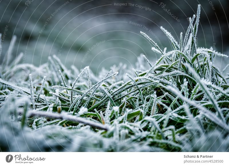 Grass with frost Meadow Winter Frost Hoar frost chill Cold winter Frozen Ice Freeze Ice crystal