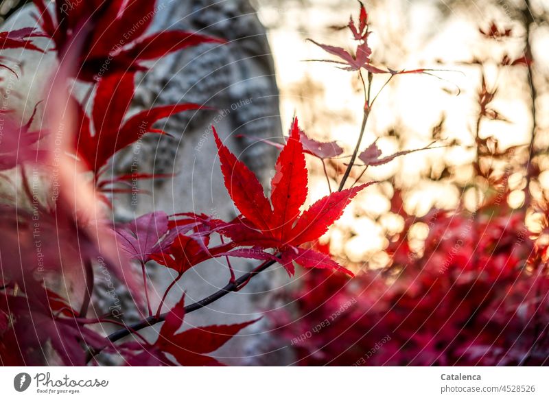 In the evening light the leaves of the maple shine in the cemetery Nature flora Plant Tree Maple tree Red fan maple Cemetery Tombstone Sunset Pink Moody Dusk