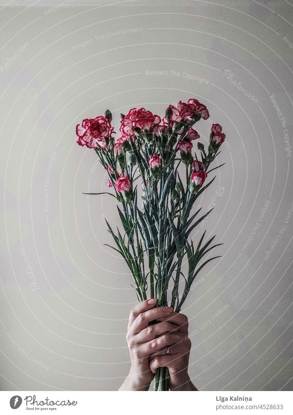 Hands holding bouquet hands Fingers Human being Woman body part Bouquet flowers Gift floral background spring woman beautiful romantic pink gift beauty