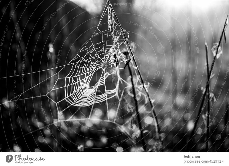 full the spinning Plant Tree Contrast tranquillity Idyll Light Meadow Back-light Dreamily Garden Spider's web Sun Landscape Nature Twigs and branches spiderweb
