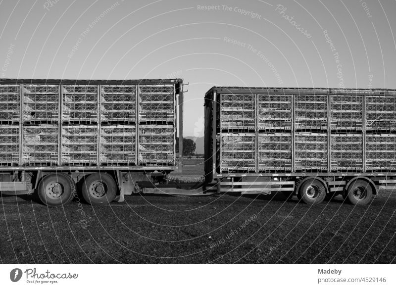 Heavy truck-trailer with twin tires and tamdem trailer of a livestock transporter for poultry on a meadow in the light of the evening sun in the village of Maksudiye near Adapazari in the province of Sakarya in Turkey, photographed in neo-realistic black and white