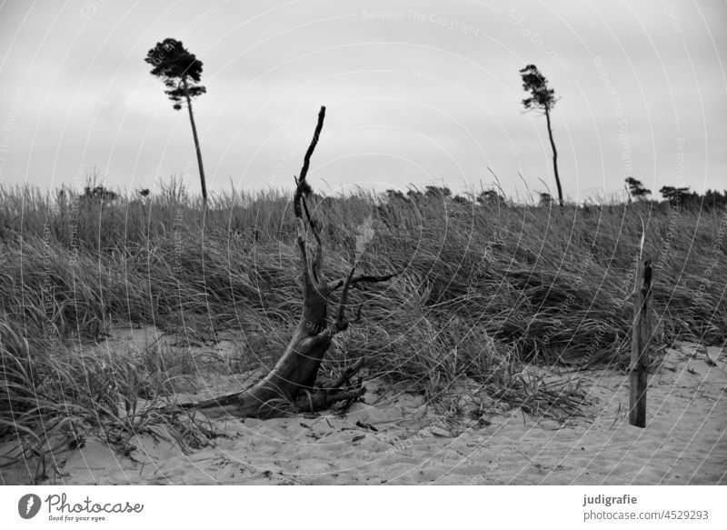 Darss west beach Black & white photo Idyll Wild naturally Vacation & Travel Relaxation Sand Grass Tree Nature Ocean Beach dune Landscape Wind